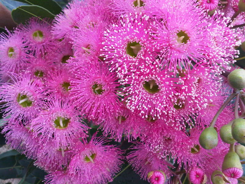Corymbia ficifolia Pink Slender
