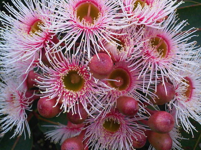 Corymbia ficifolia Precious Pearl