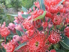 Corymbia ficifolia Blaze of Red