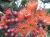 Corymbia ficifolia Petite Orange