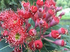 Corymbia ficifolia Petite Red