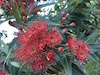 Corymbia ficifolia Red Flame
