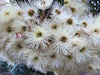 Corymbia ficifolia White Heaven
